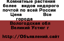 Комнатные растения более200видов недорого почтой по всей России › Цена ­ 100-500 - Все города  »    . Вологодская обл.,Великий Устюг г.